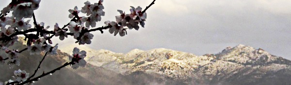 Alpujarras-Almond-Snow.jpg