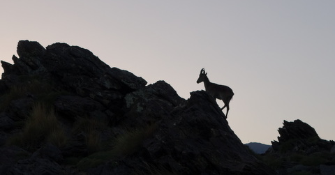 Ibex_silhouette_resize.JPG