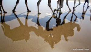 camel reflections